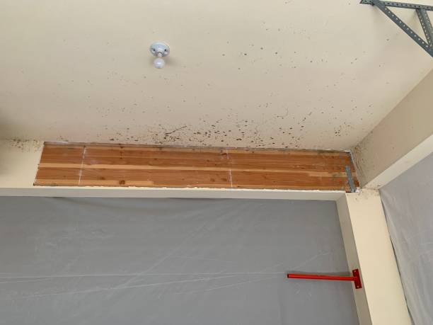 Best Mold Remediation for Healthcare Facilities  in Mission, OR